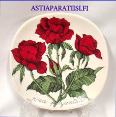 ARABIA,Sein�lautanen Harvinainen "  Rosa Polyantha " tummanpunainen tertturuusu, Botanica,Design:Esteri Tomula,Valmistettu 1985-luku,Korkeus n. 12 cm, leveys n. 12 cm,1 kpl,58 � /kpl ( Tuote nro / Item #130E )