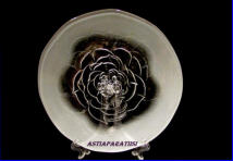 IITTALA,Villiruusu lautassarja,Design:Alberto Churba,n. 25,5 cm,  12kpl. 25�/kpl
